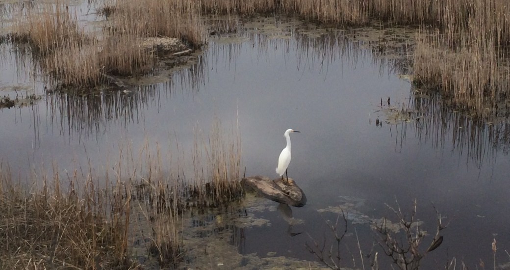 egret