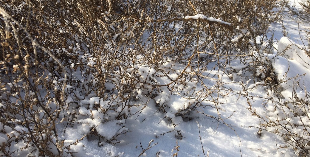 snowbush